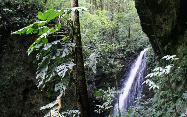 Mount Totumas Cloud Forest