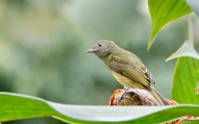 Pura Vidaville - Hiker's Hideaway