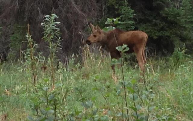 Denali Primrose B&B