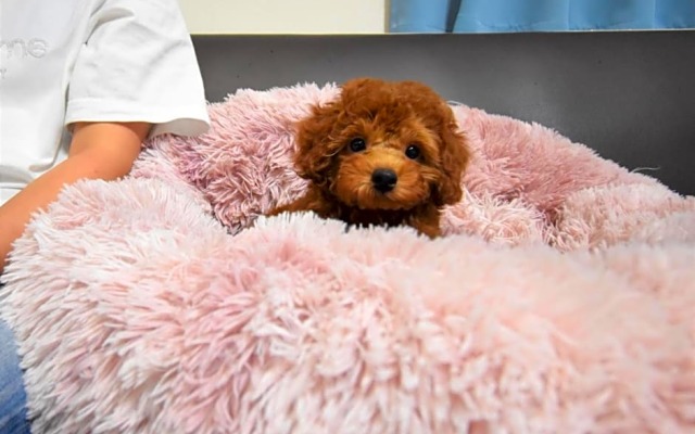 Regariain - Vacation STAY 85011