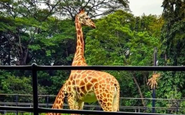 Royal Tusker Luxury Service Apartments