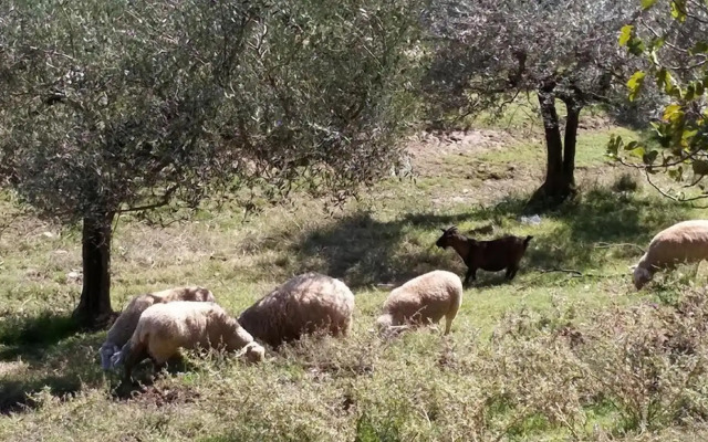 Società Agricola F.lli Angelucci