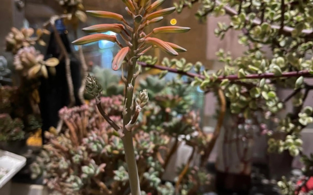 Selena Dalat Homestay