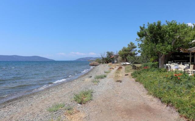 Vassia 3