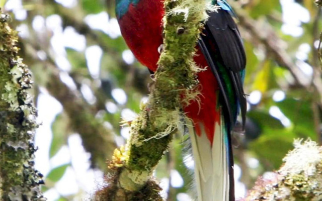 Mirador de Quetzales
