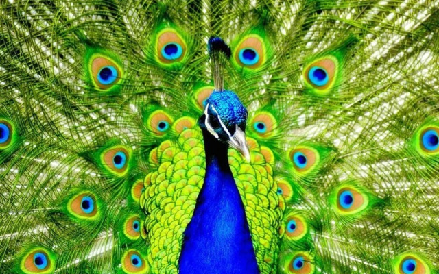 The Cosy Peacock