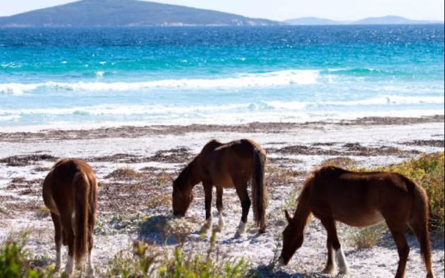 The Doo Drop Inn – Beach – Esperance