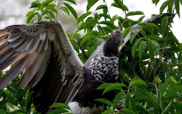 Yaku Amazon Lodge & Expeditions
