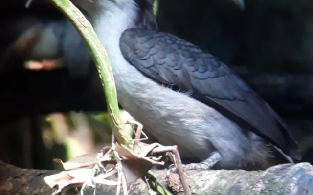 Rainforest River Edge