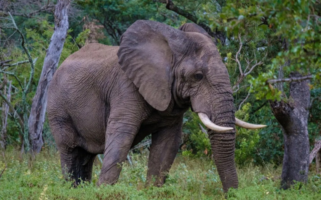 Little Africa Safari Lodge