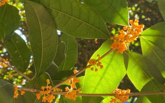 osmanthus tree resort & spa
