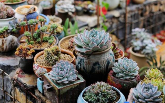 Yewang Su Lake View Light Luxury Hostel