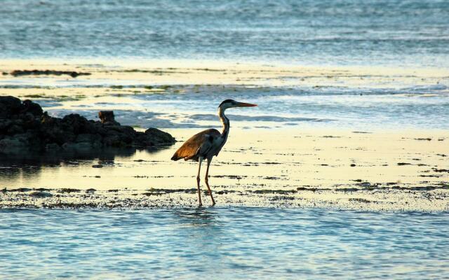 Victoria Lake View Guest House & Safaris