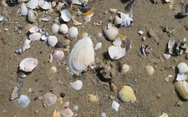 Pension Haus Anneliese