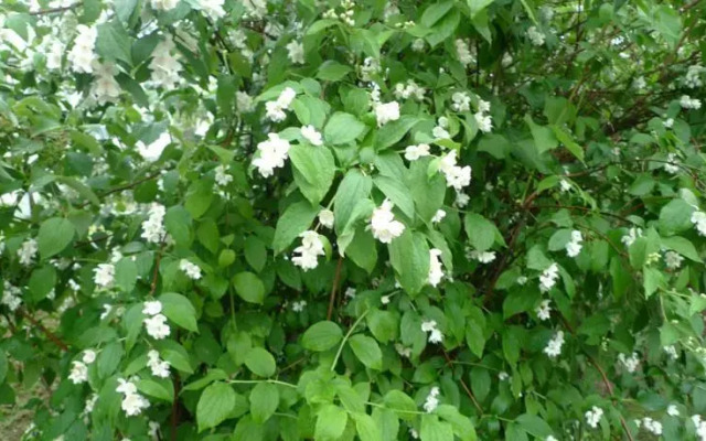 Jasmine Apartamenti