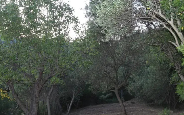 La Gatta Del Cilento