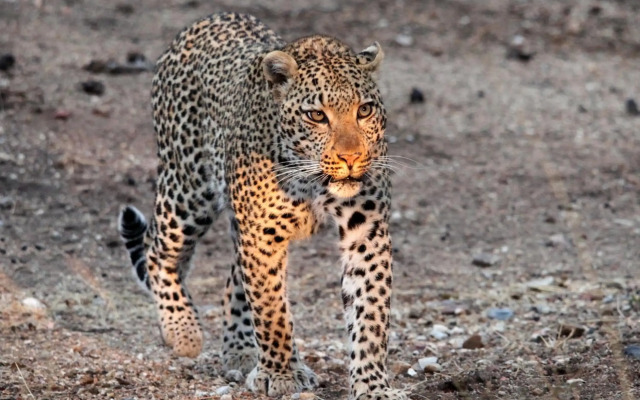 Karongwe Portfolio - Becks Safari Lodge