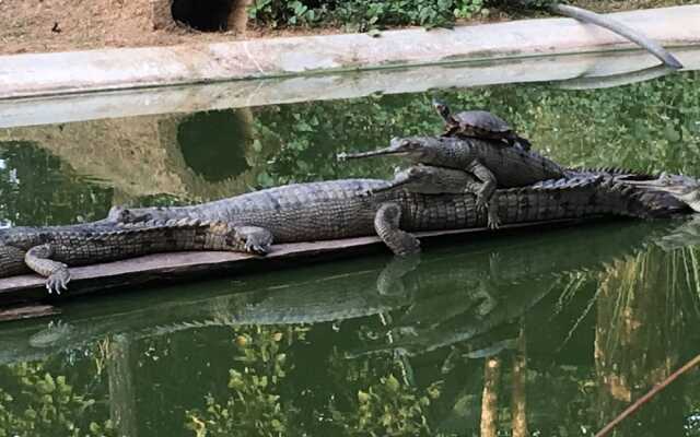 Sauraha Holiday Home