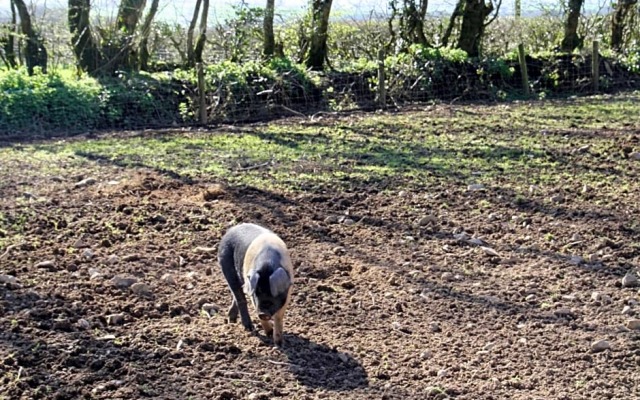Ebberley Escapes