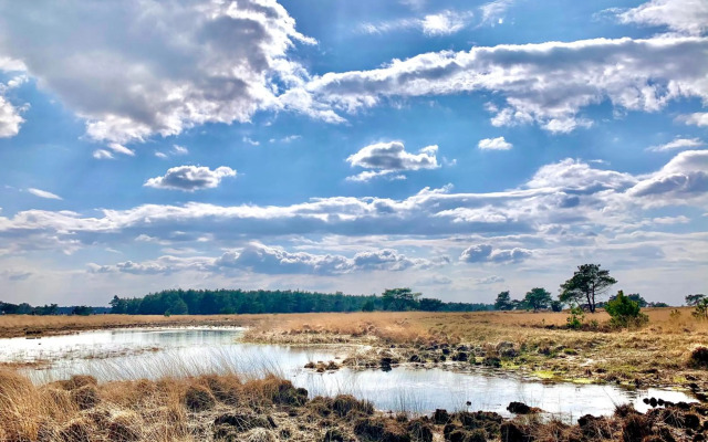 Wilde Moeflon, geniet van de vrije natuur!