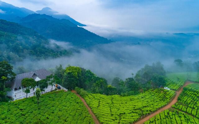 Tea Harvester Munnar