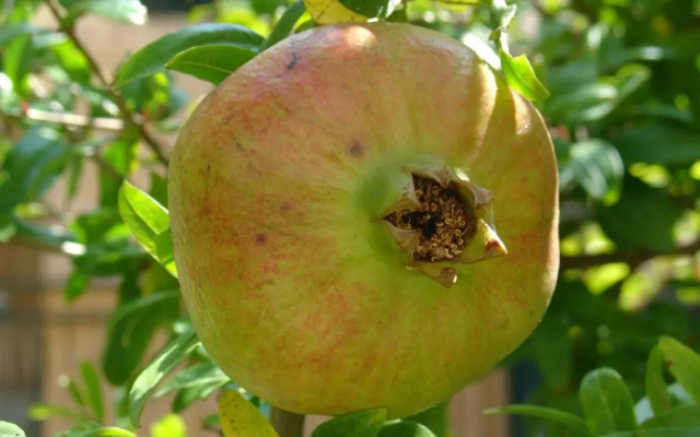 Residence Rossomelograno