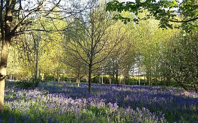 Hollicarrs - Woodland Lodge
