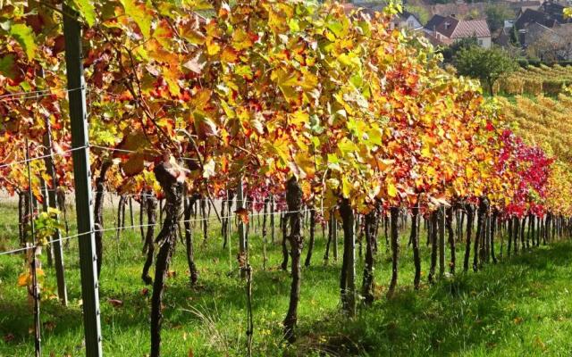 Gästehaus Moni Jäger