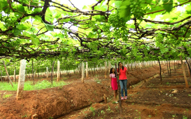 Harvest Fresh Farms