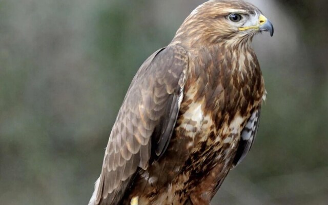 Freshwater - Hot Tub - Pet Friendly - Garden