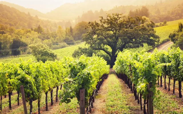 The Westin Verasa Napa
