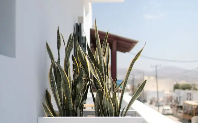 Vorta Naxos - Adults Only