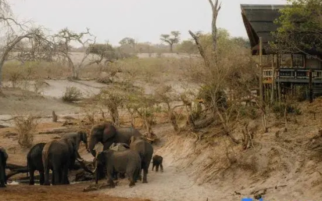 Savute Elephant Lodge