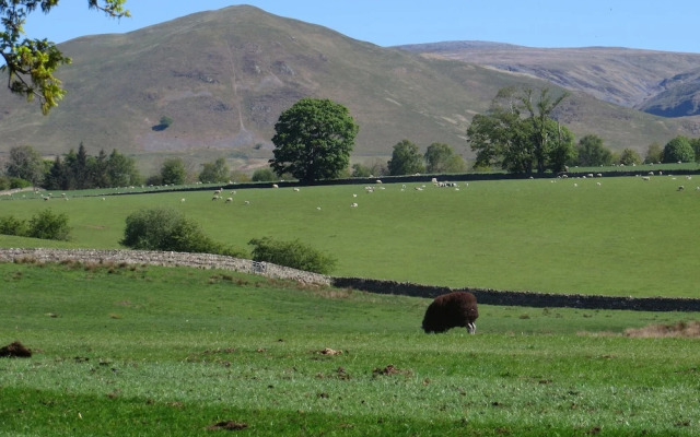 Shepherds View
