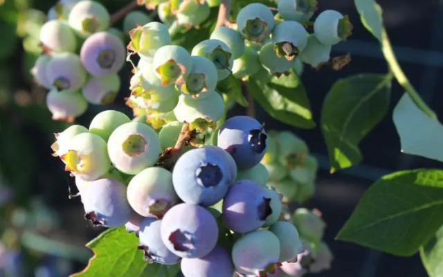 Quinta dos Carvalhais