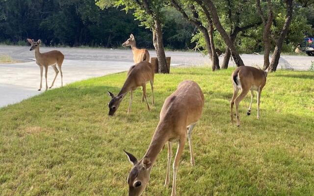 Altitude Adjustment CL 3115