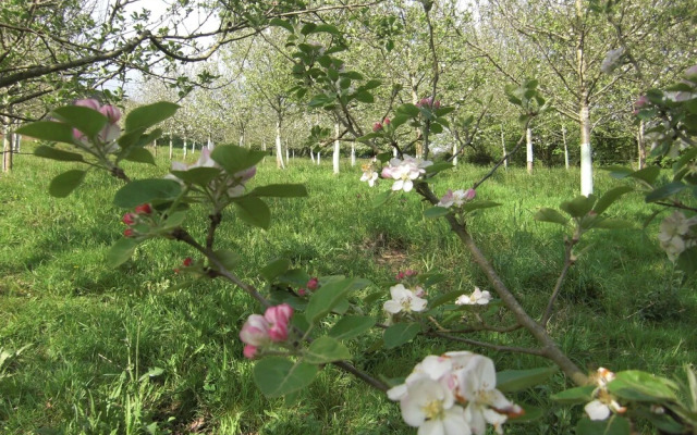 Casona De Miyares - La Figar