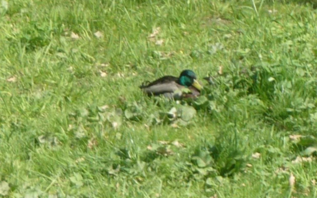 Guest House Splávek