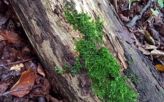 Landhotel Brauner Hirsch