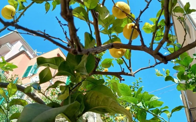 Lemons House