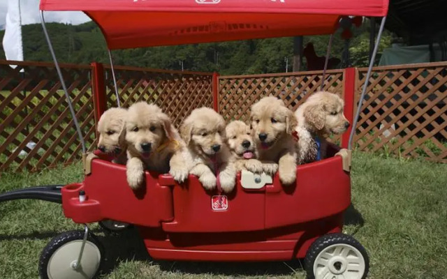 Petit Hotel Grass House