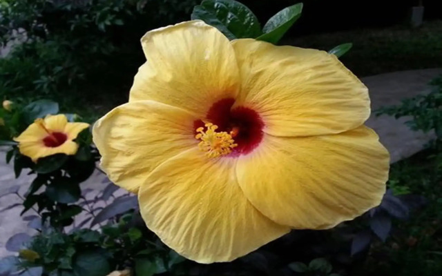 Bird of Paradise Bungalows