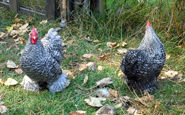 Au Parfum Des Lavandes