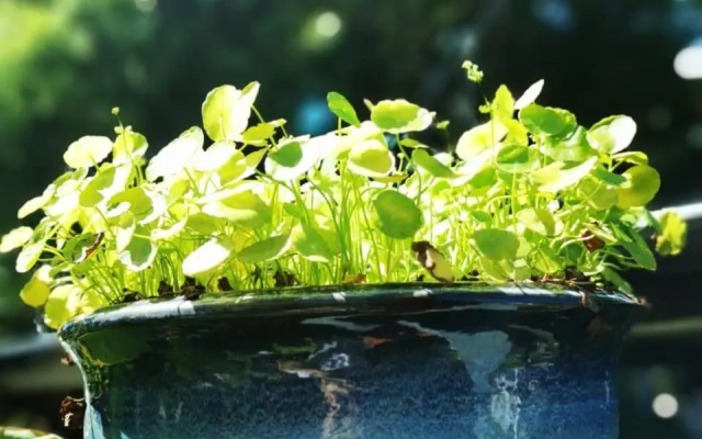 Surprised Homestay Butterworth