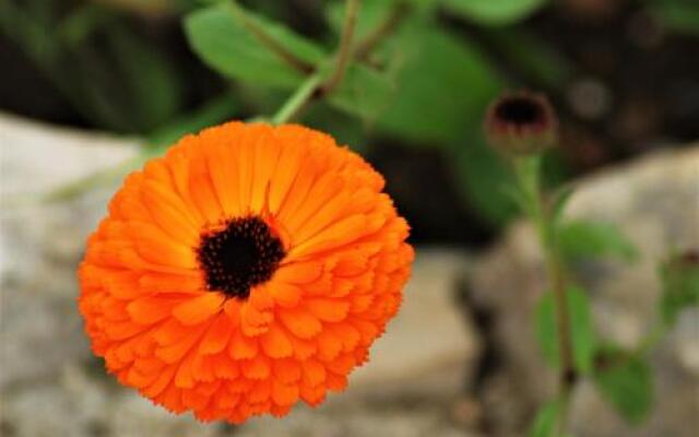 Rustic Holiday Home Miketa