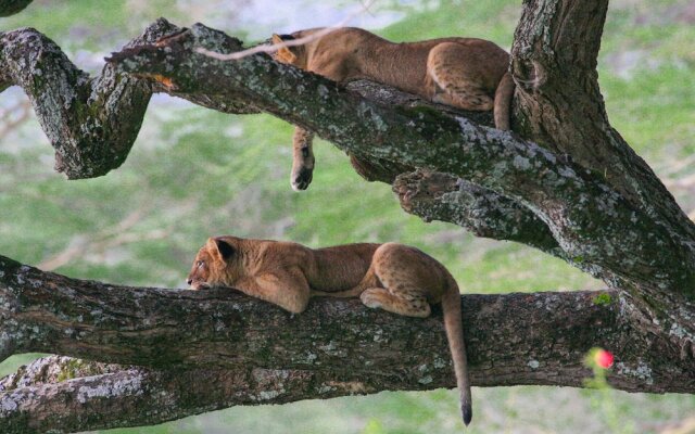 Lake Nakuru Lodge