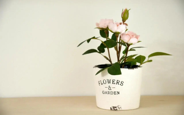 Roppongi Cat House601