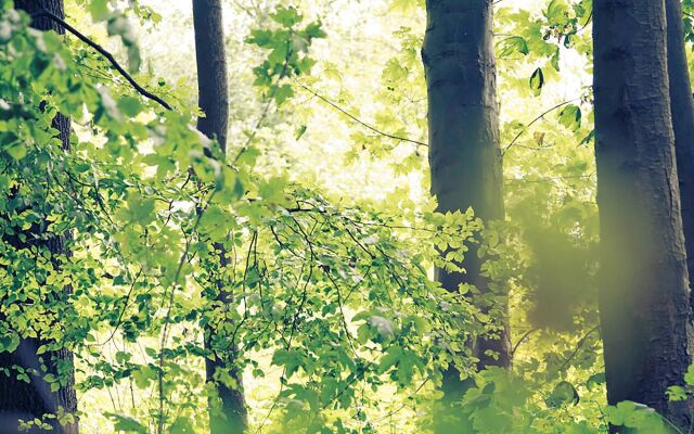 ibis Haguenau Strasbourg Nord