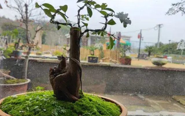 Poetry Painting Garden of Xianju