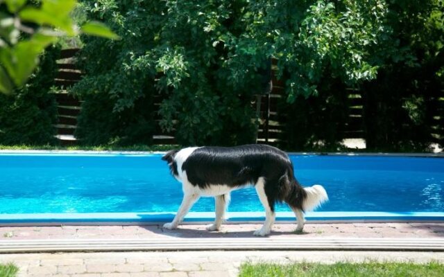 El Bronco Working Ranch